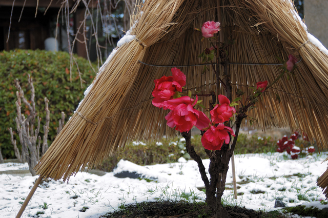 冬の花を守るための知恵～冬牡丹・わらぼっち～ | 日本文化を探る ...