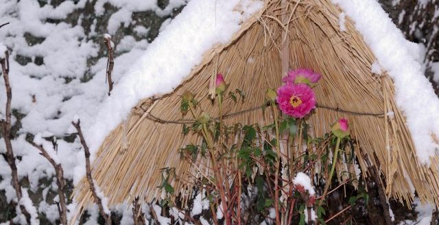 冬の花を守るための知恵～冬牡丹・わらぼっち～
